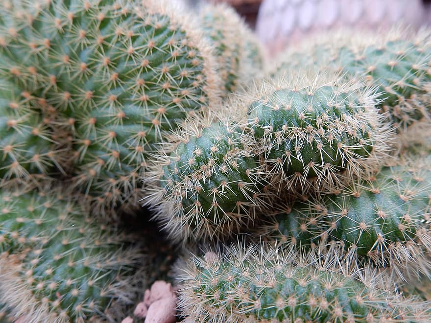 cactus, succulent, épine, vert, plante, botanique, serre, tranchant, désert