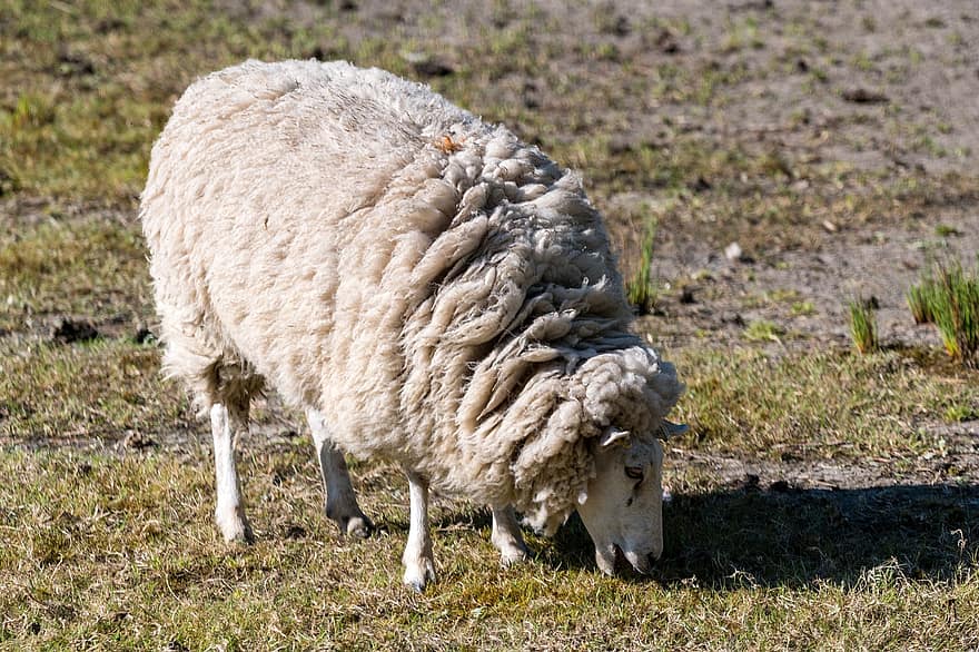 cừu, thú vật, nông trại, chăn thả, chăn nuôi, động vật có vú, Vải, ăn cỏ, đồng cỏ, nông nghiệp, nông thôn