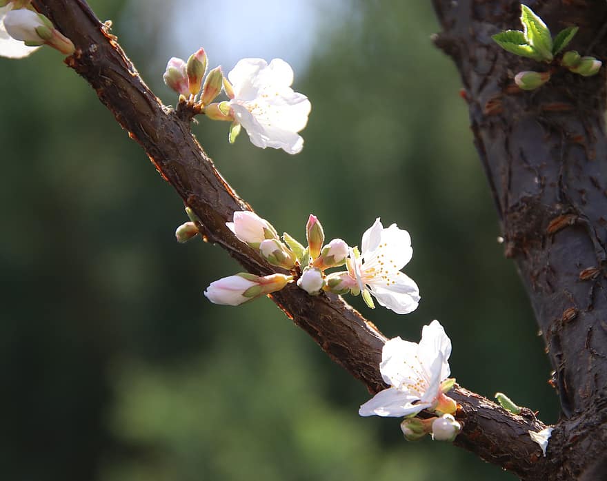 körsbärsblommor, blommor, vår, körsbärsträd, vårsäsong, vita blommor, blomma, gren, flora, natur, springtime