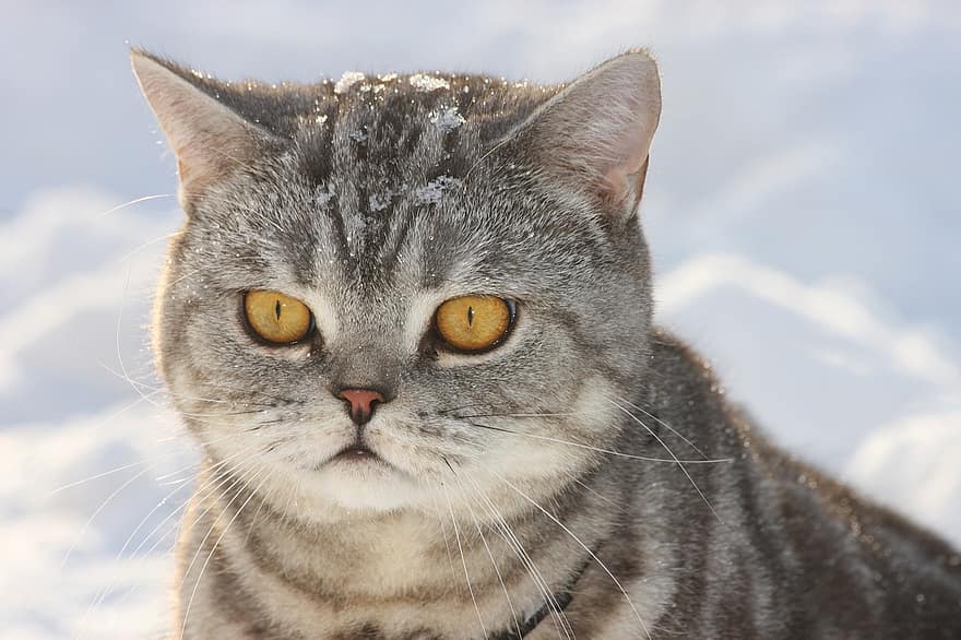 shorthair britânico, gato, animal, felino, pele, gatinha, doméstico, gatinho, mamífero, gato doméstico, retrato de gato
