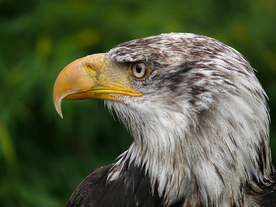 Adler, граблива птица, хищна птица, птица, законопроект, перушина, портрет, наблизо, животински свят, природа