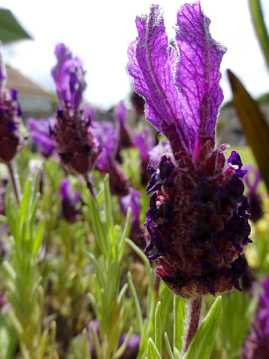 lavendel-, Lavendula, örter, violett, lila, trädgård, aromatisk, doftande, växt, franska, flora