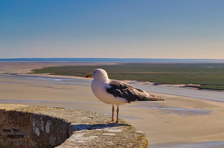 птица, чайка, пляж, орнитология, Mont Saint Michel, Нормандия