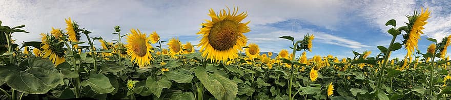 zonnebloem, veld-, bloem, geel, natuur, landbouw, landschap, zomer, panorama, behang, bureaubladafbeelding