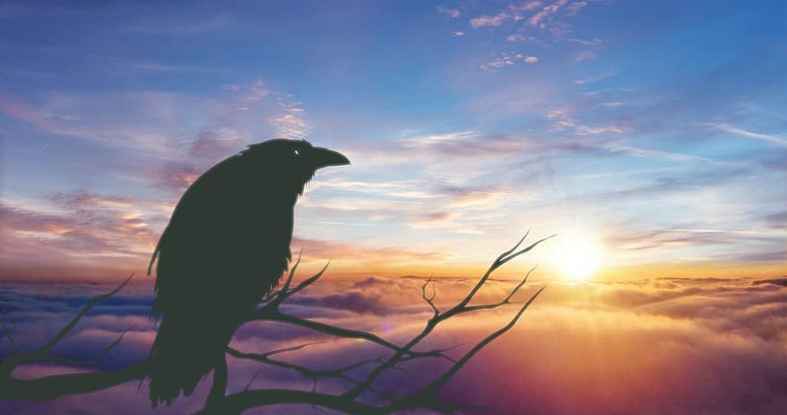 Corb, ocell, posta de sol