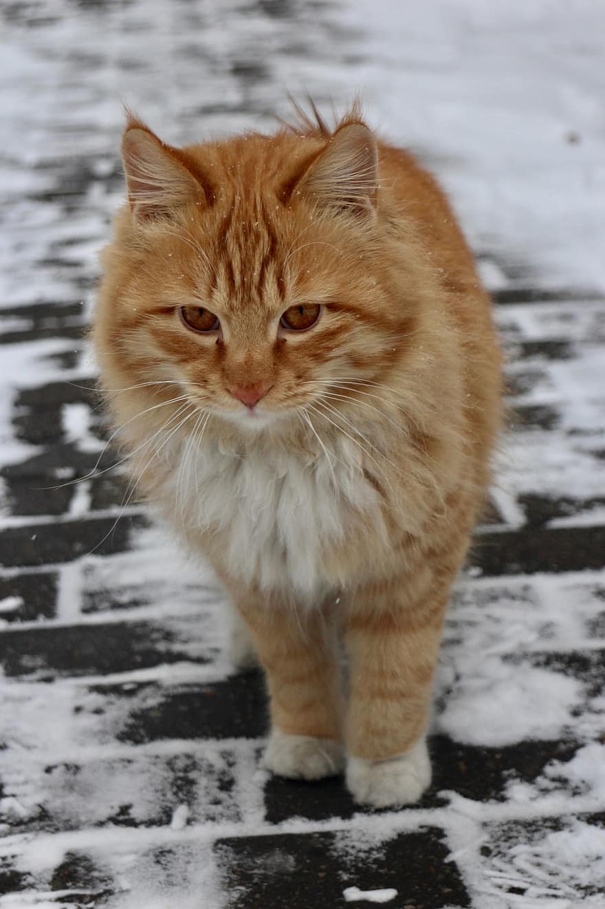 kot, zwierzę domowe, zimowy, śnieg, pomarańczowy kot, zwierzę, krajowy, koci, ssak, koteczek, futrzany