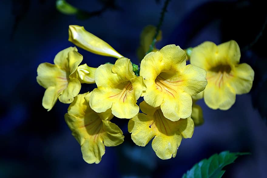 Tecoma Stans, цветы, желтые цветы, лепестки, желтые лепестки, цветение, цвести, Флора, растения