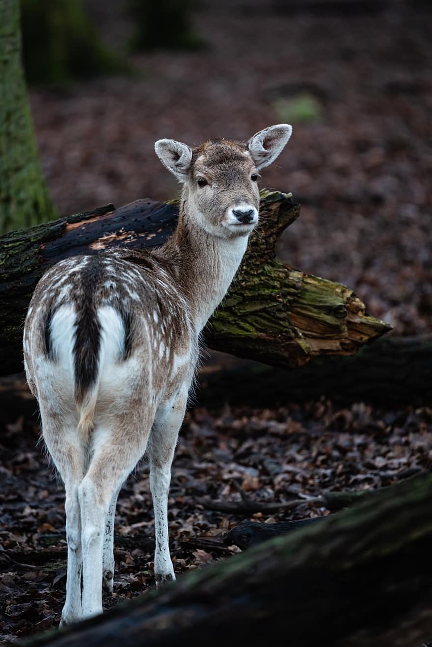 Fallow Deer, Animal, Wildlife, Deer, Nature, Forest, animals in the wild, cute, grass, young animal, farm