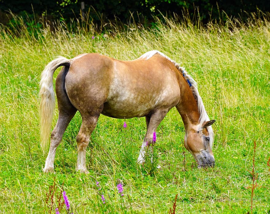 Horse, Meadow, Animal, Pasture, Coupling