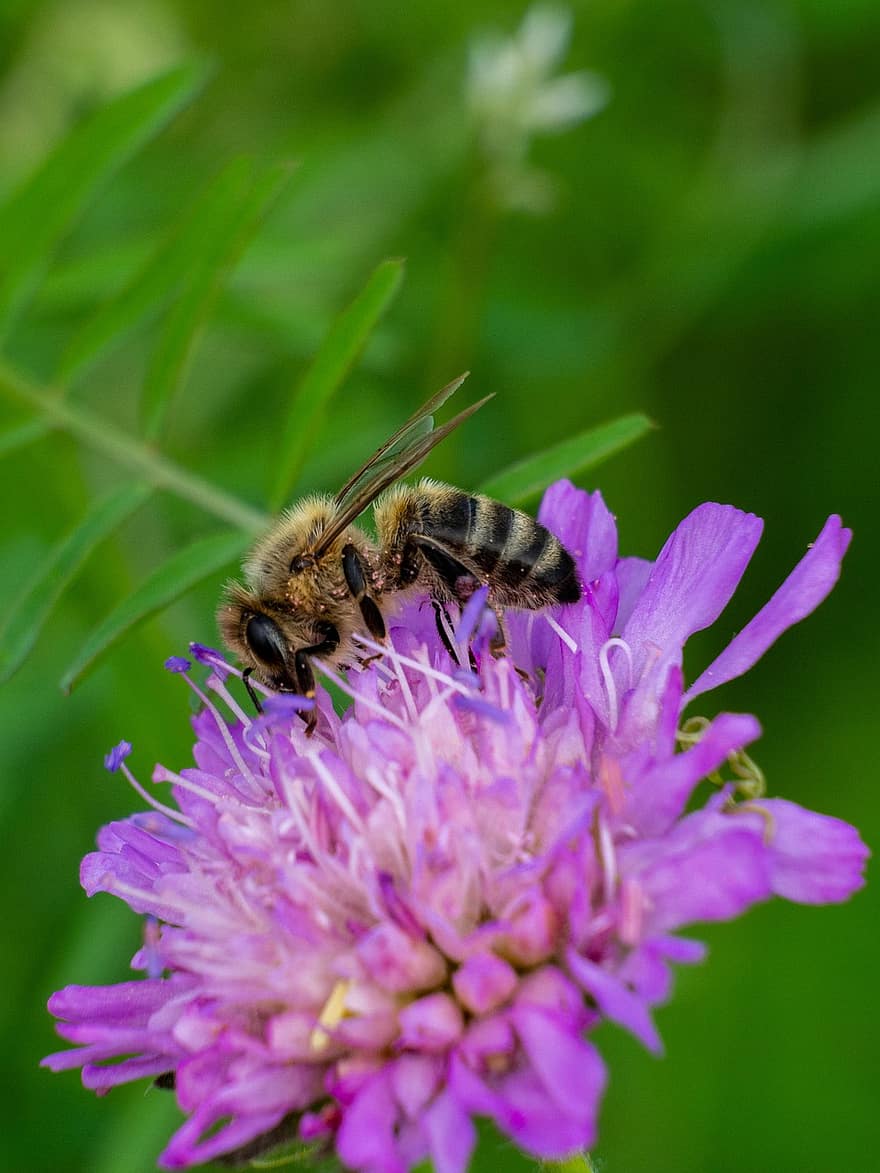 комаха, бджола, запилення, впритул, фауна, природи, тварина, квітка, фон, меду
