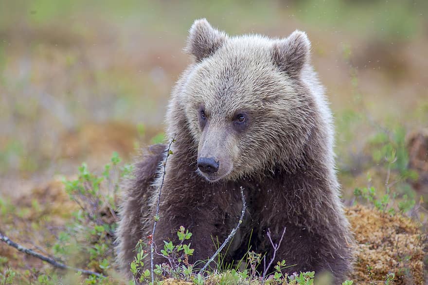 beruang, beruang coklat, ursus arctos, pria, tua, lelah, mamalia, hewan, binatang di alam liar, hutan, imut