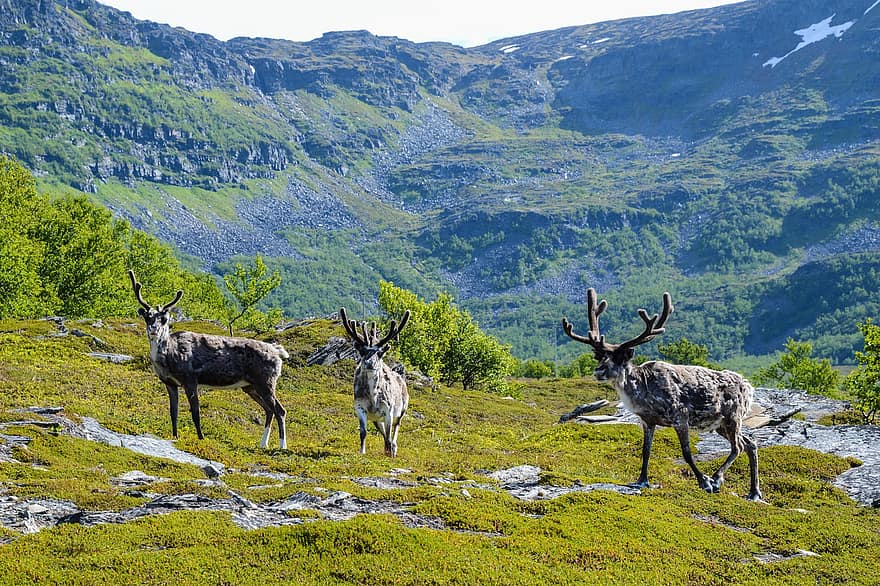reno, animales, montañas, ciervo, fauna silvestre, mamíferos, naturaleza, Laponia