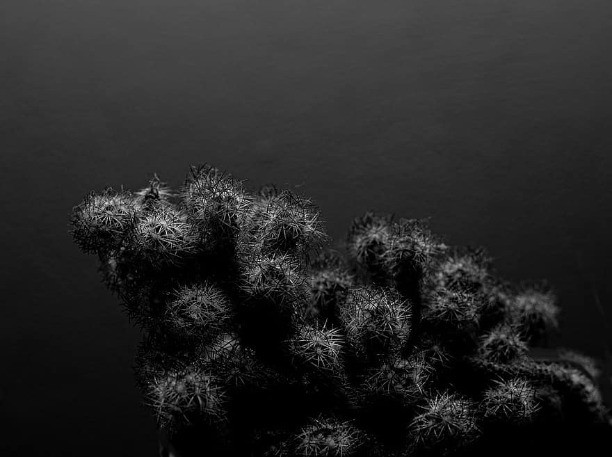 cactus, planta, flora, primer pla, sota l'aigua, blanc i negre, fons, macro, escull, aigua, resum
