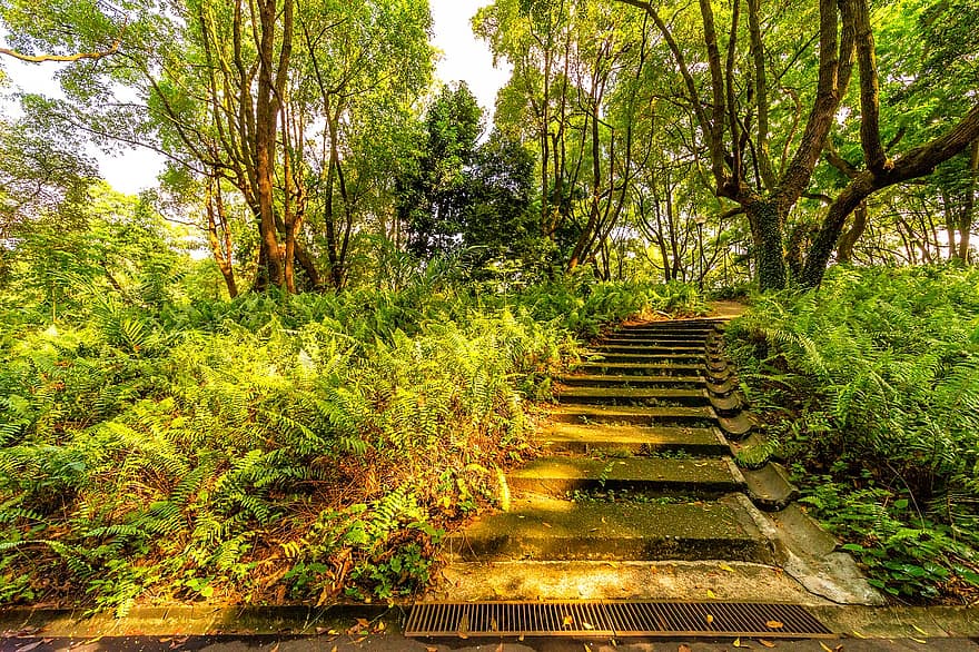 természet, park, erdő, fák, vadon, gyalogút, fa, zöld szín, levél növényen, tájkép, lépcső