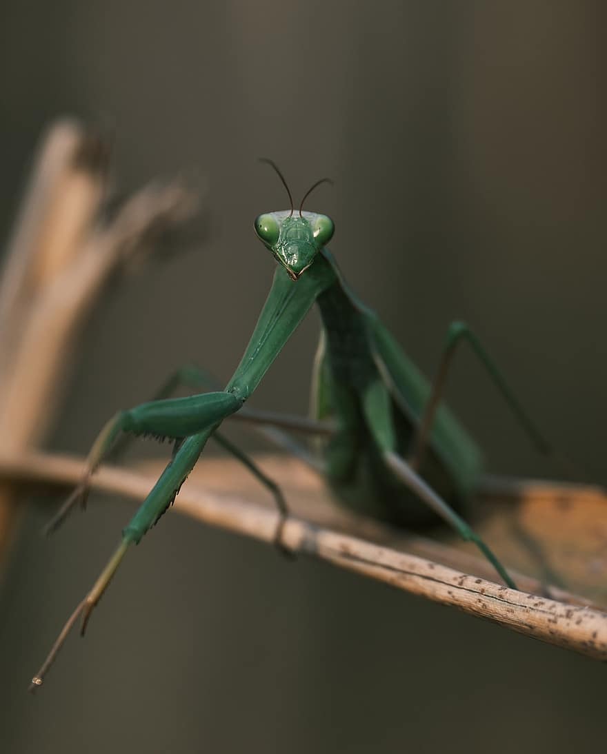 insectă, Mantis, entomologie