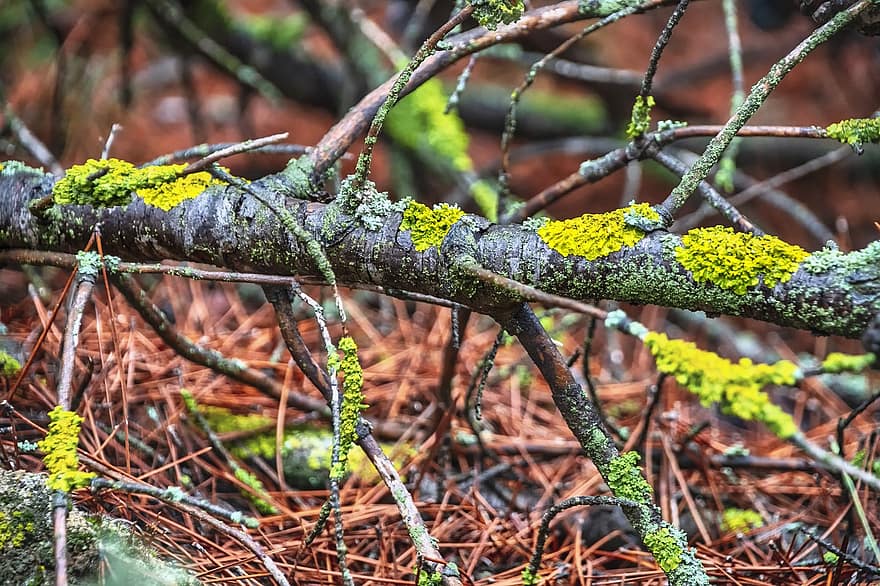 Tree, Branches, Lichen, Trunk, Wood, Forest, Nature