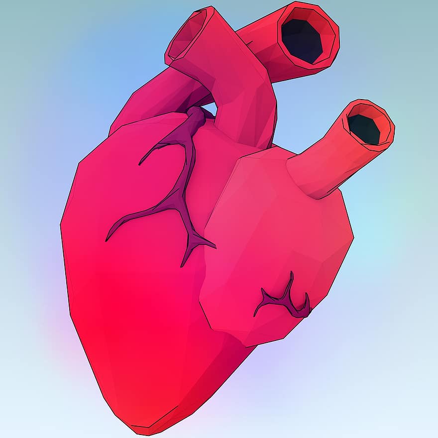 หัวใจ, การ์ตูน, การวาดภาพ, ตาข่าย, เป็นมนุษย์, หัวใจมนุษย์, อวัยวะ, สุขภาพ, ดูแลสุขภาพ, โรคหัวใจ, หัวใจวาย