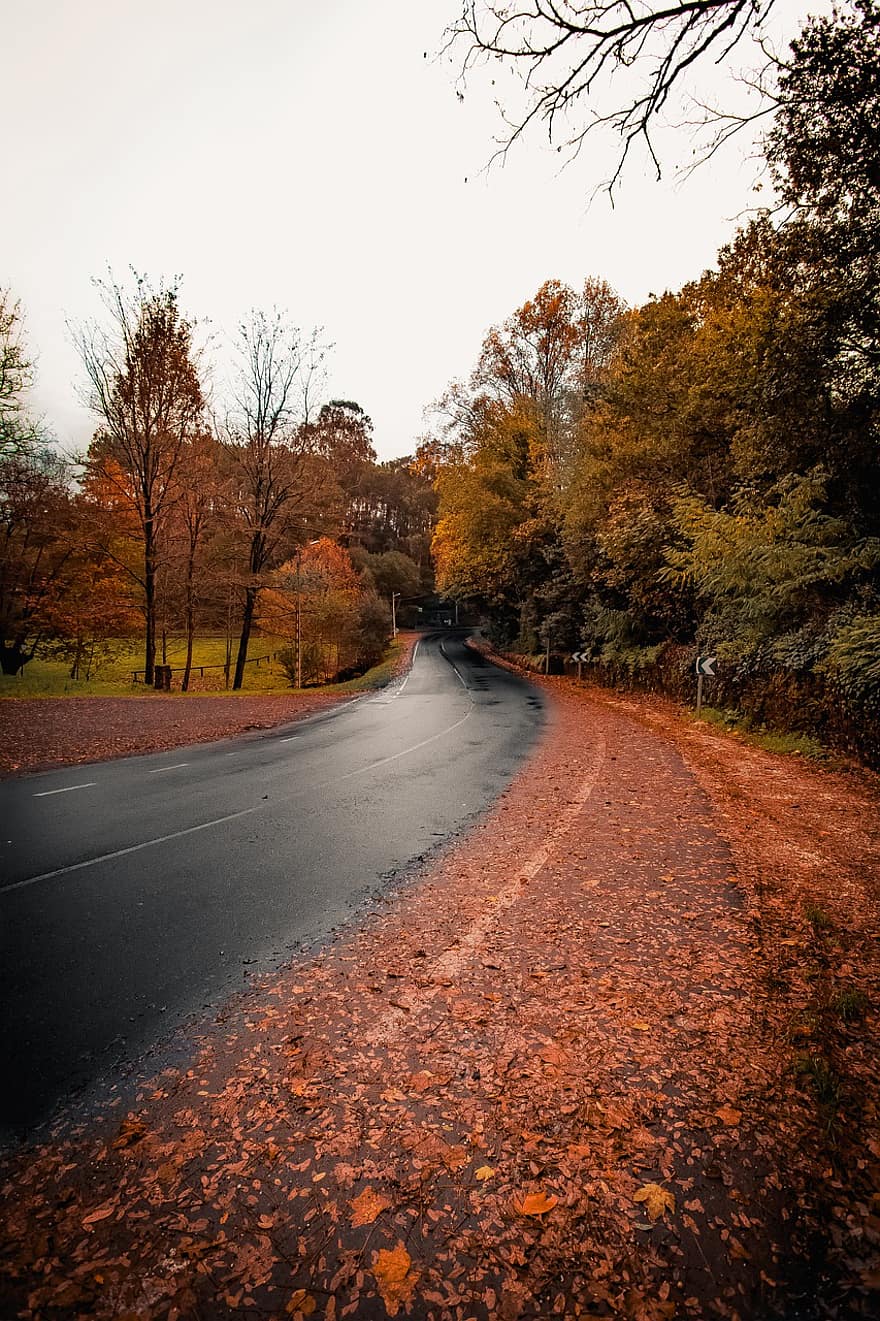 silnice, podzim, Příroda, les, krajina, stromy, mlha, magie, cesta, trubec, listy