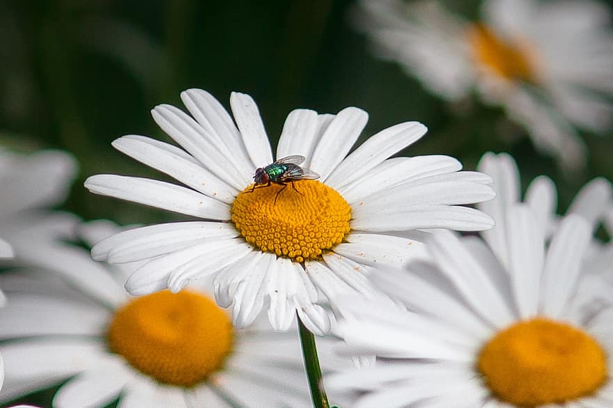 Flower, Fly, Pollination, Chamomile, close-up, summer, plant, daisy, macro, springtime, yellow