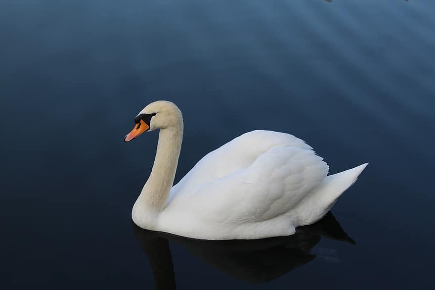 Swan, Bird, Lake, White Swan, Waterfowl, Water Bird, Aquatic Bird, Animal, Feathers, Plumage, Swim