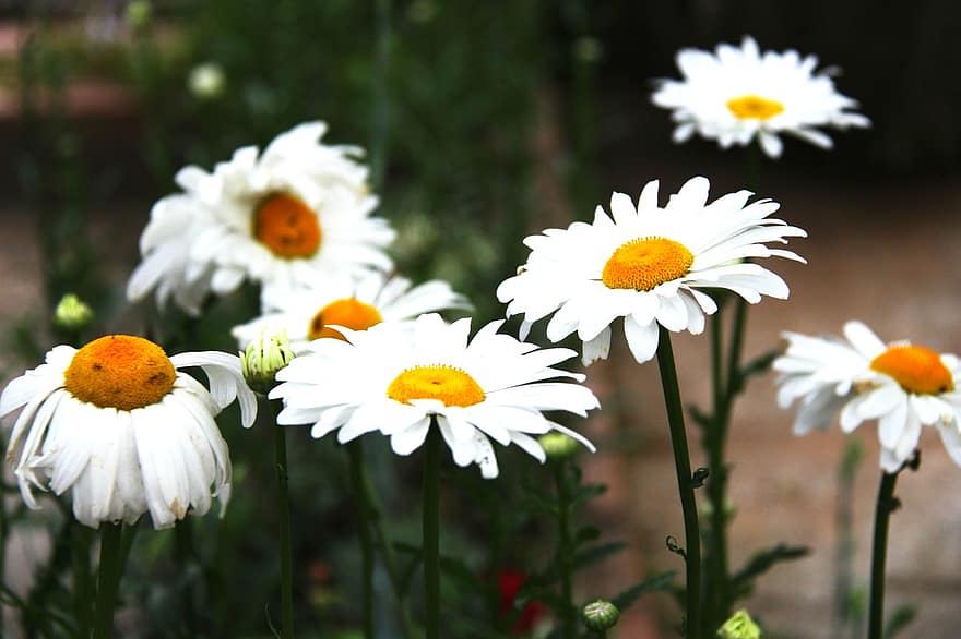 daisy, blommor, växt, vita blommor, blomma, flora, trädgård, natur