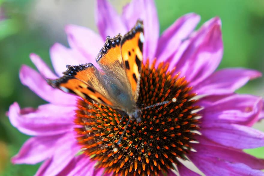 fluture, floare, polenizare, insectă, entomologie, aripi, grădină, a închide, vară, macro, plantă