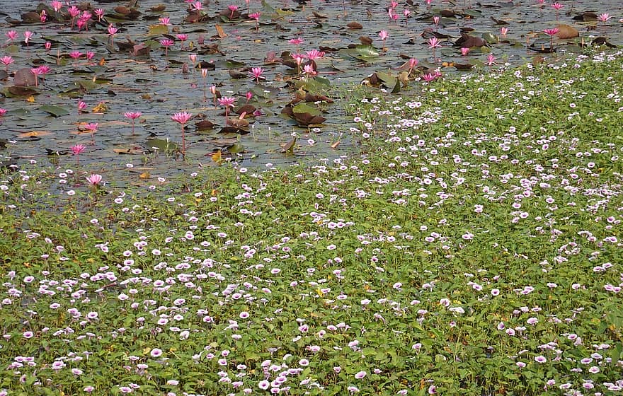 цветя, блато, водна лилия, Ipomoea Aquatica, воден спанак, водната, езерце, лято, растение, цвете, фонове