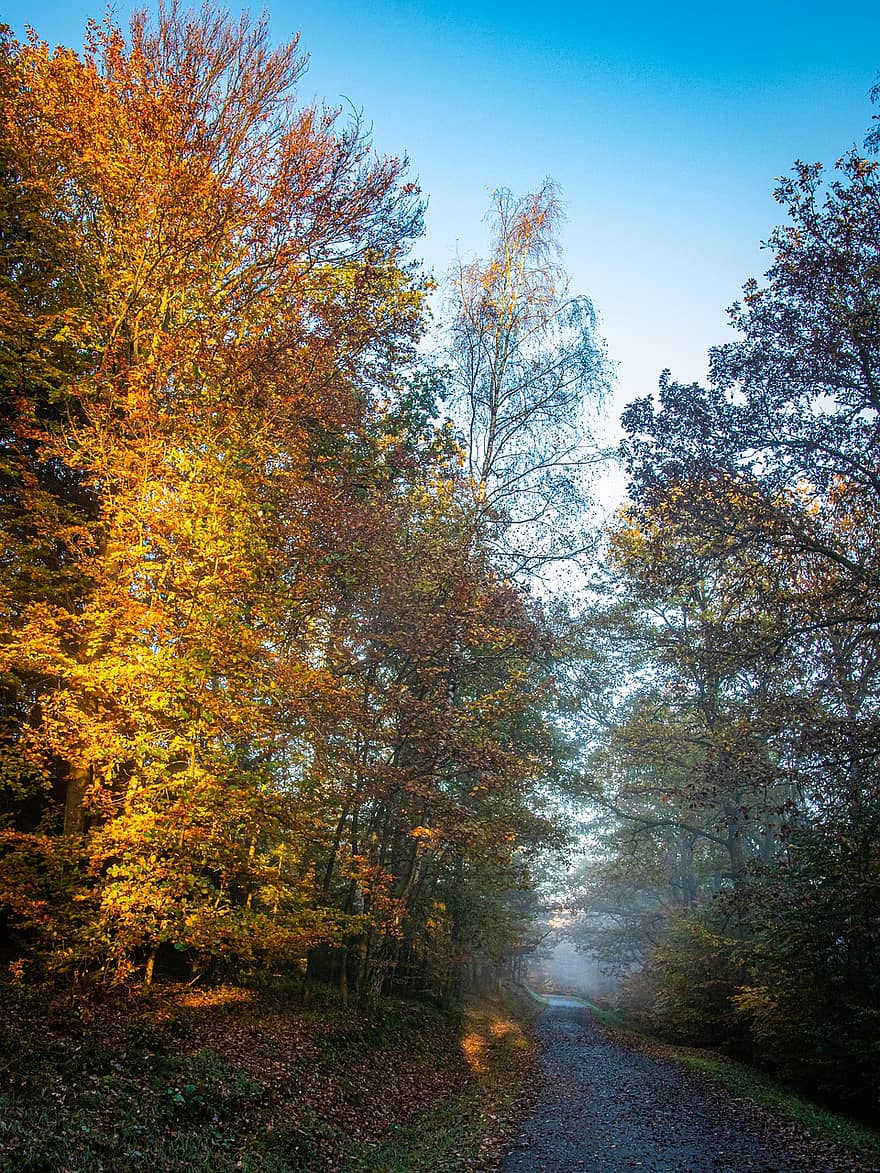 träd, skog, löv, vandra, dimma, falla, natur, tystnad, tyst, Sauerland