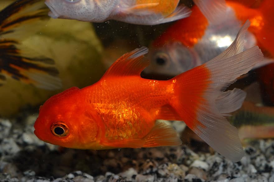золотая рыбка, рыба, аквариум, домашнее животное, Оранда, Carassius Auratus, животное, оранжевая рыба