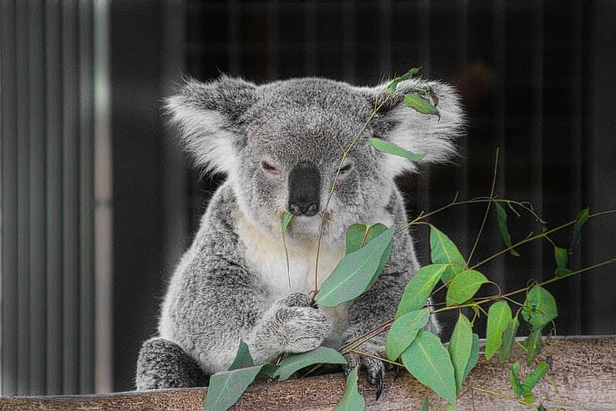 koala, pungdyr, Australien, eukalyptus, lodne, pels, nuttet, charmerende, bære, aussie, hjemmehørende