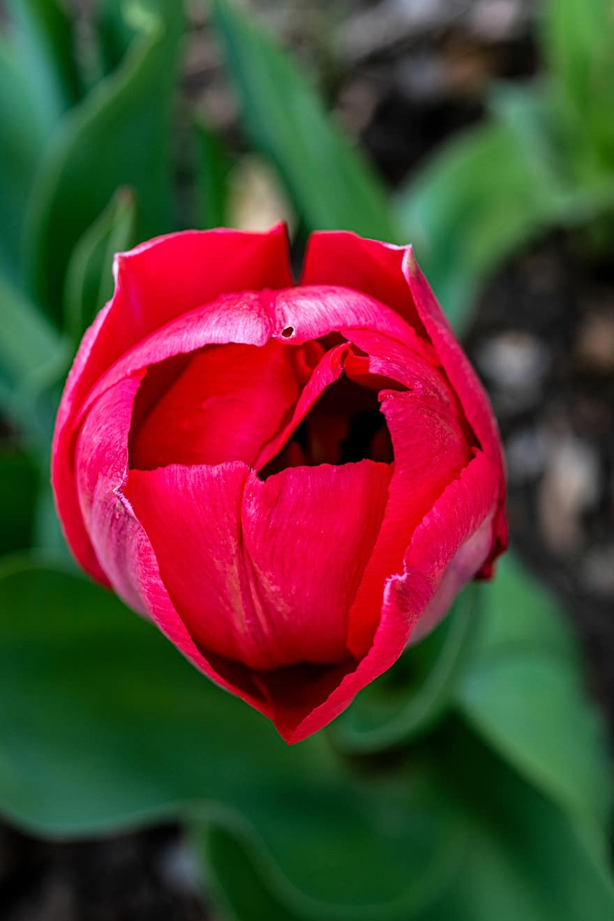tulipan, blomst, rød tulipan, petals, røde kronblader, blomstre, flora, anlegg, natur