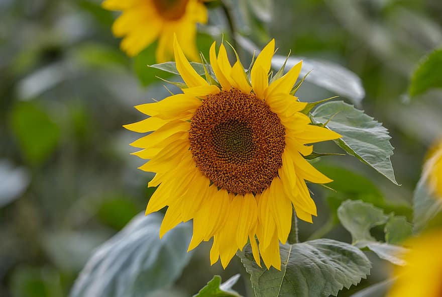 bunga-bunga, bunga matahari, bidang bunga matahari, bunga matahari liar, berkembang, alam, menanam, bidang, flora, serbuk sari, kelopak