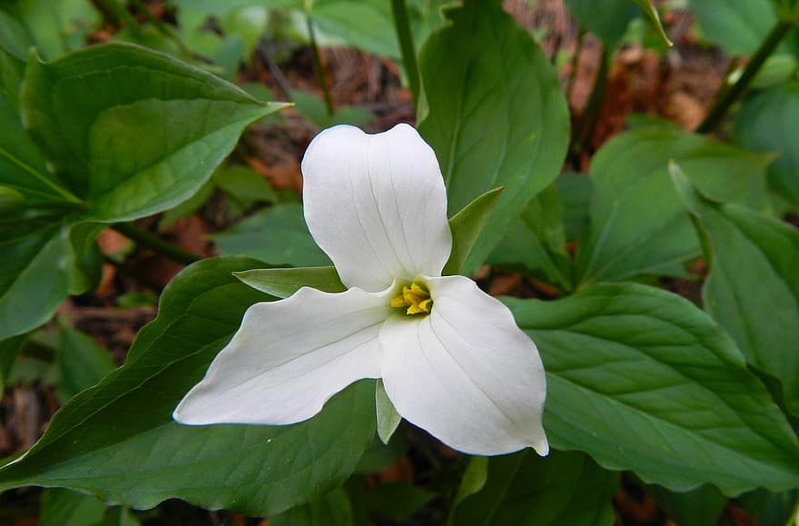 Trillium, Flower, White Flower, White Petals, Bloom, Blossom, Petals, Nature, leaf, plant, close-up
