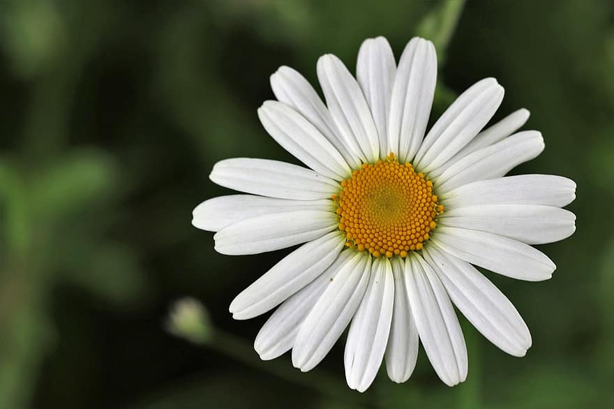 bunga margrit, bunga aster, daisy putih, bunga putih, kelopak, kelopak putih, mekar, berkembang, flora, alam