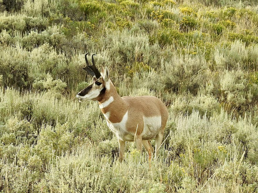 pronghorn, Yellowstonský národní park, wyoming, Příroda, volně žijících živočichů, montana, venku, země, usa, divoký, prérie