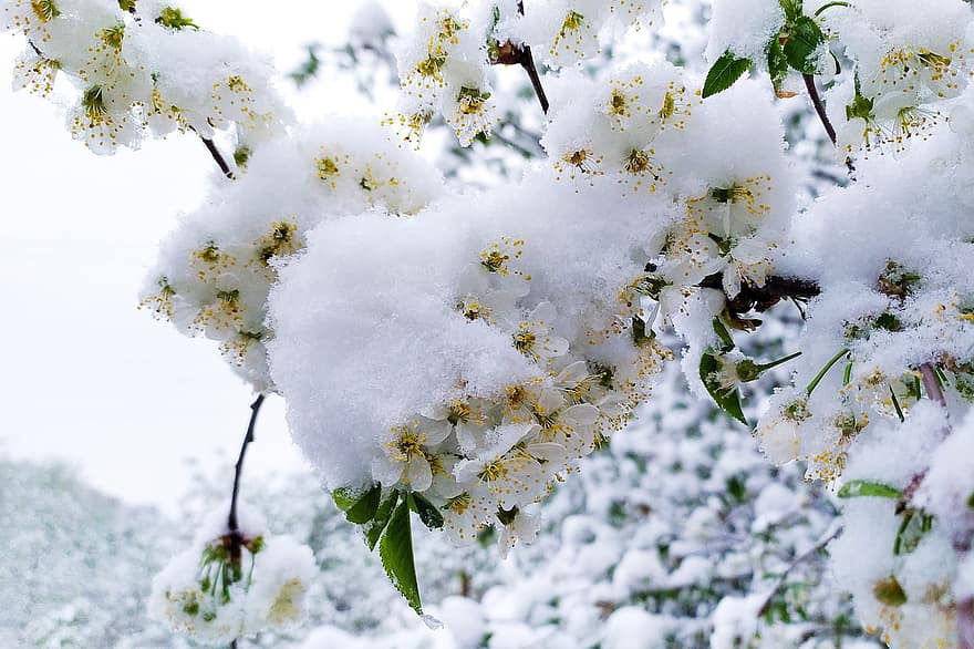 χιόνι, παγωνιά, λουλούδια, άνθος κερασιάς, χειμώνας, πάγος, λευκά λουλούδια, ανθίζω, άνθος, κλαδί, δέντρο