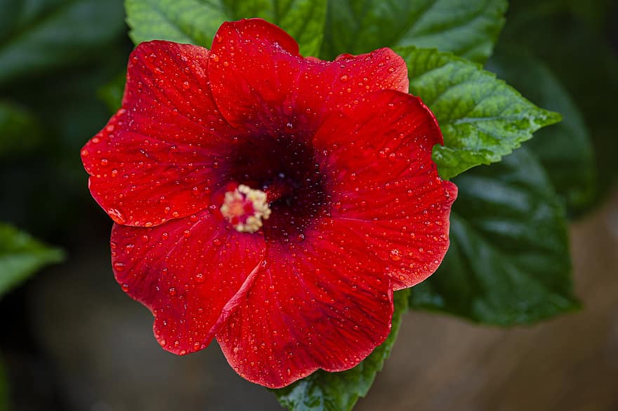 Hibiscus, Red, Dew, Dewdrops, Water Droplets, Red Hibiscus, Red Flower, Red Petals, Petals, Bloom, Blossom