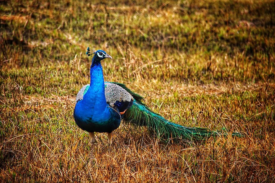 pájaro, pavo real, pico, plumas, plumaje, fauna silvestre, pluma, multi color, azul, animal macho, color verde