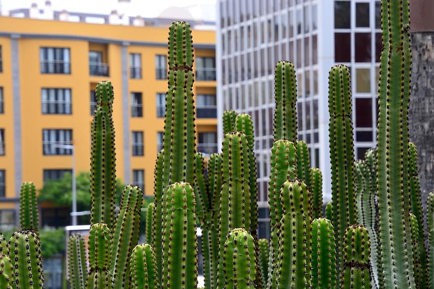 kaktukset, kasvit, kaupunki, piikit, piikikäs, rakennukset, kaupunki-, Espanja