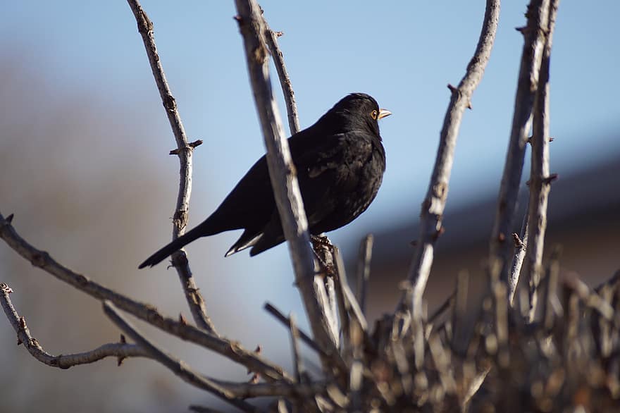 Blackbird, Bird, Perched, Animal, Feathers, Plumage, Beak, Bill, Bird Watching, Ornithology, Animal World