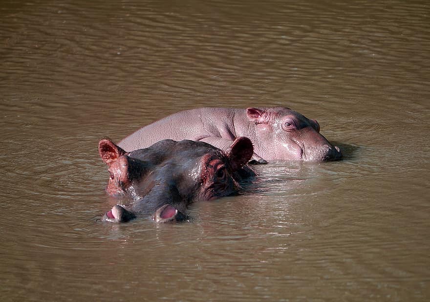 hipopótamo, pântano, safári, Quênia