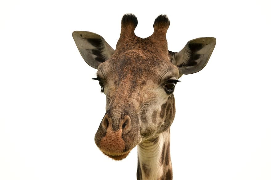 giraffa, animale, natura, mammifero, isolato, testa di animale, avvicinamento, cornuto, sfondo bianco, guardando la fotocamera, animali allo stato selvatico