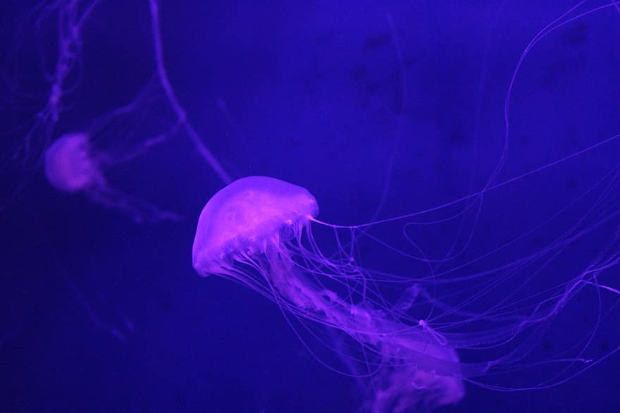Jellyfish, Underwater, Sea, Tentacles, Animal, Wildlife, Marine, Aquatic, Glow, Glowing, Ocean