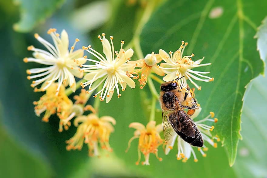 bông hoa, hoa nở, côn trùng, con ong