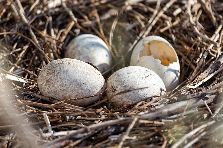 huevos, nido, tramado, pájaro, nido de animales, huevo de animal, nido de Pájaro, de cerca, hierba, primavera, pequeña