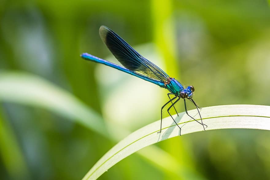 Dragonfly, Dragonfly Wings, Wings, Fauna, Damselfly, Beautiful, Insect, Macro, Winged Insect, Odonata, Anisoptera