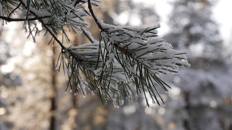 neu, branca, arbre, pi, picea, hivern, primer pla, nevat, cobert, fred, estacional