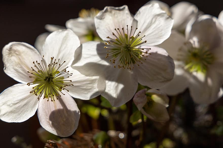kersenbloesems, witte bloemen, de lente, natuur, detailopname, bloem, fabriek, bloemblad, lente, bloemhoofd, bloesem