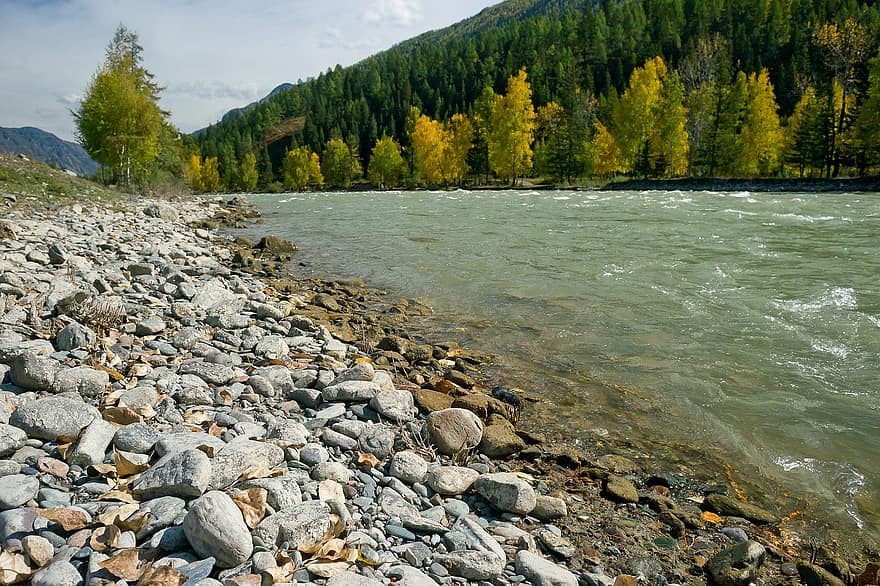 folyó, kövek, hegyek, erdő, fák, Altai, Chuya, tájkép, víz, ősz, hegy