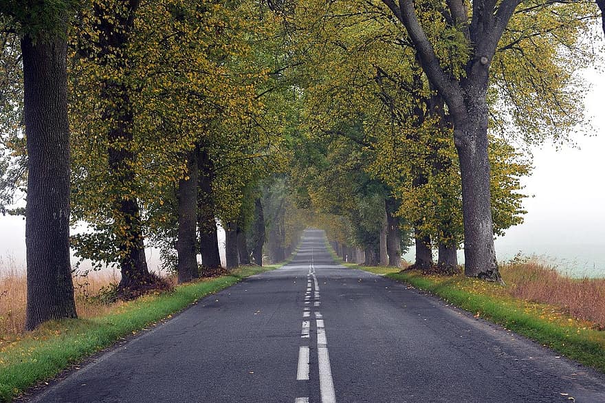 silnice, Příroda, cestovat, podzim, strom, venku, les, venkovské scény, sezóna, žlutá, list